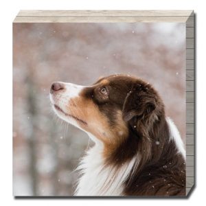 בלוק עץ בעלי חיים